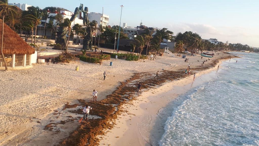 Cuida Solidaridad sus playas con atención eficiente al arribo de sargazo