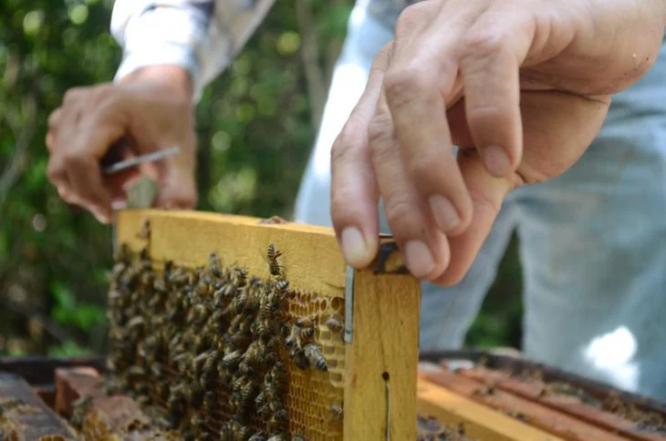 Comisión de Agricultura convoca a tercer foro sobre “Legislación y desarrollo de la apicultura”
