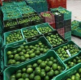 Limón se vende hasta en 100 pesos en Querétaro