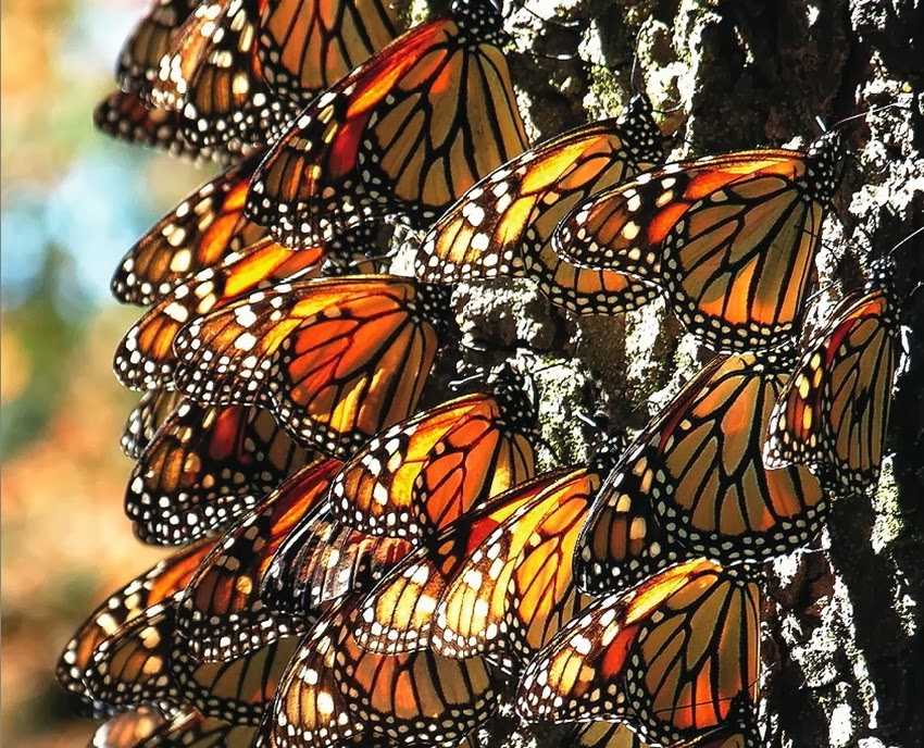 Santuarios de mariposa monarca abiertos hasta el 2 de abril