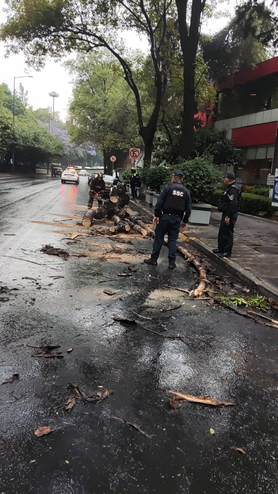 Lluvia provoca caída de árboles en CDMX