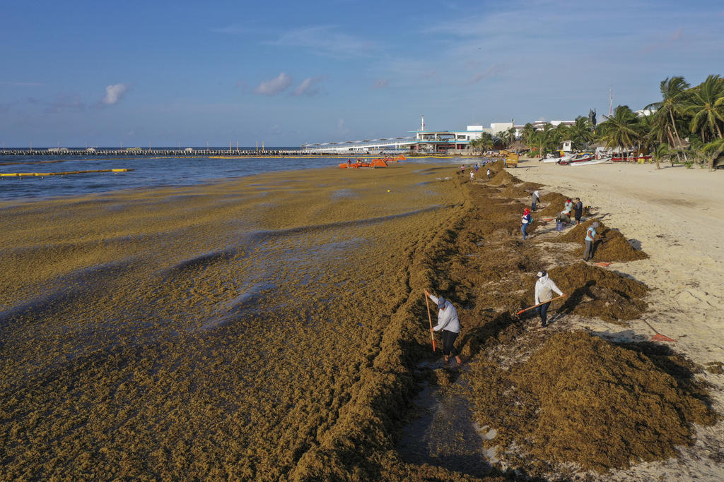 Costas de Quintana Roo en alerta por 48 mil toneladas de sargazo