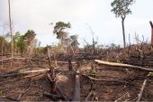 Los gobiernos siguen deforestando, a pesar de los compromisos 2030
