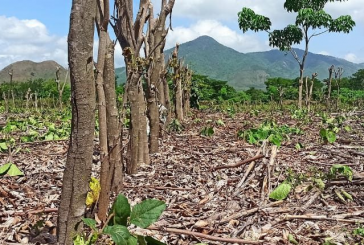 2023, otro año raquítico para el agro nacional: CCI