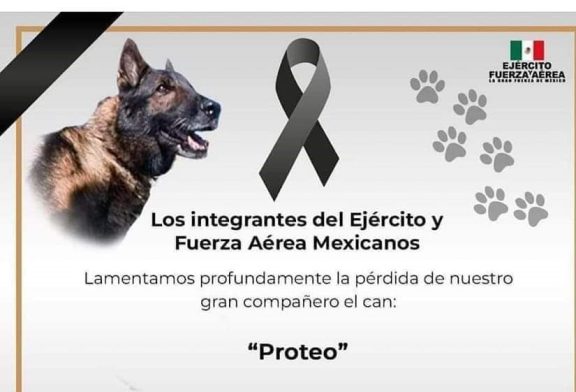 Murió Proteo, perro rescatista en cumplimiento de su deber