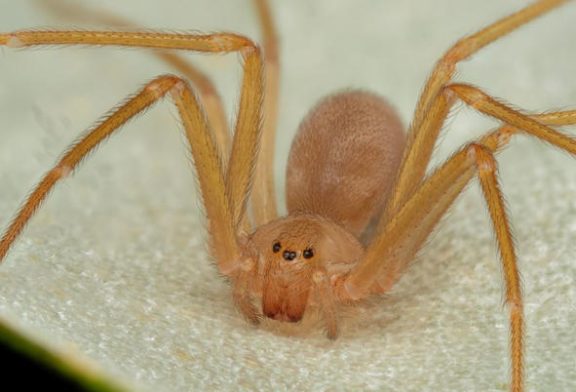 Por qué NO rociar insecticida a las arañas violinistas: cómo actuar si las ves