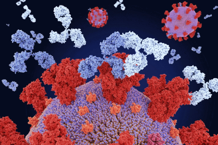 Anticuerpos monoclonales (en forma de Y) que se unen a sitios en una proteína de pico del virus SARS-CoV-2 (rojo) (concepción del artista). Crédito: Juan Gaertner/Science Photo Library