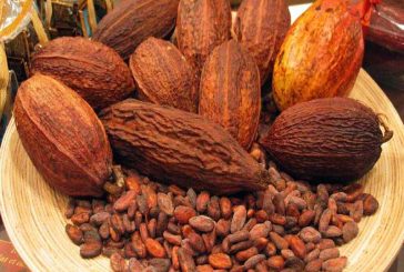 <strong>Estudia IPN compuesto de cacao que mejora memoria y regenera neuronas</strong>