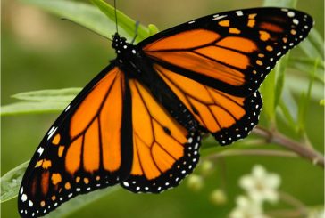 La Mariposa Monarca y su interminable batalla en México
