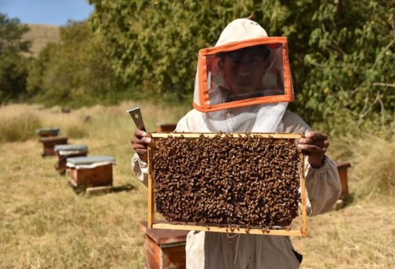 Abejas, polinizadores estratégicos y eslabón importante en ecosistemas, opina universitario