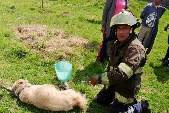 Rescate sin daños: Bomberos de Toluca salvan a perro en Palmillas