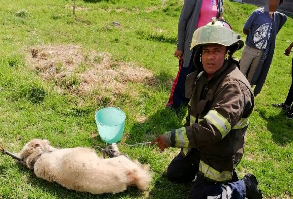 Rescate sin daños: Bomberos de Toluca salvan a perro en Palmillas