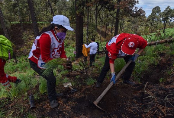 Se sumará Cruz Roja Mexicana a la Reforestación 2024