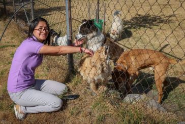 Especialista promueve tenencia responsable para mascotas