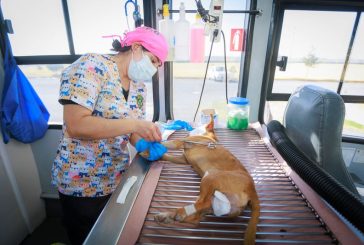 Esterilizar a las mascotas mejora su calidad de vida