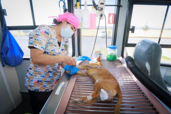 Esterilizar a las mascotas mejora su calidad de vida