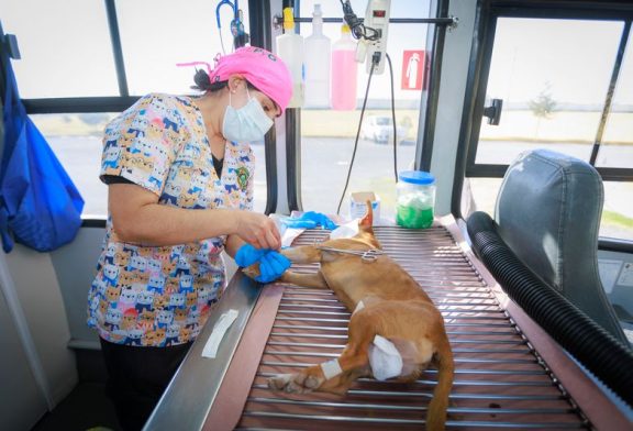 Esterilizar a las mascotas mejora su calidad de vida