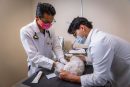 Fundamental la Medicina preventiva en las mascotas