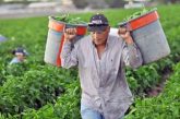 “Sin migrantes, no hay comida”