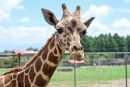 Cosmo, la Jirafa, llegó al Estado de México para fortelecer la conservación de la especie