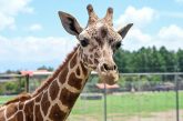 Cosmo, la Jirafa, llegó al Estado de México para fortelecer la conservación de la especie