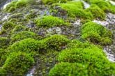 ¿Usas musgo en Navidad? La UNAM advierte por su impacto ambiental