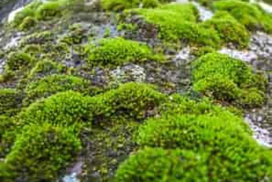 ¿Usas musgo en Navidad? La UNAM advierte por su impacto ambiental