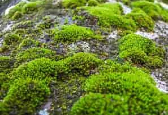 ¿Usas musgo en Navidad? La UNAM advierte por su impacto ambiental