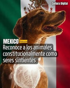 Logra México reconocimiento constitucional a seres sintientes